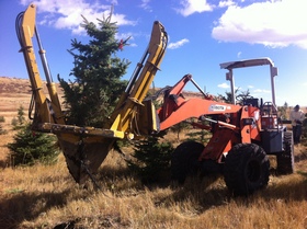 Greenleaf tree transplanting